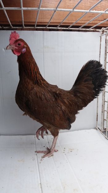 vanduta - De vanzare gainuse mi de flori