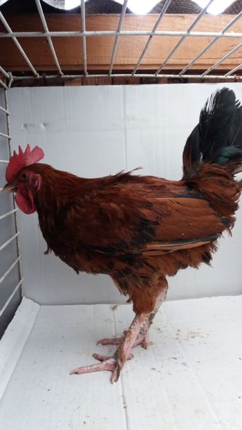 vandut - De vanzare gainuse mi de flori