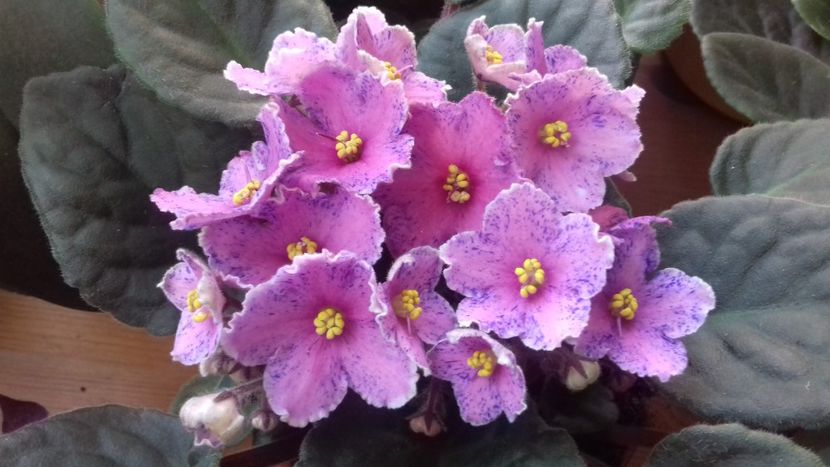 Humako carnaval - ZZ Humako carnaval