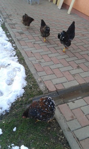  - Wyandotte pitic portelan 2018