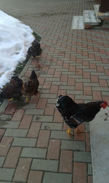  - Wyandotte pitic portelan 2018