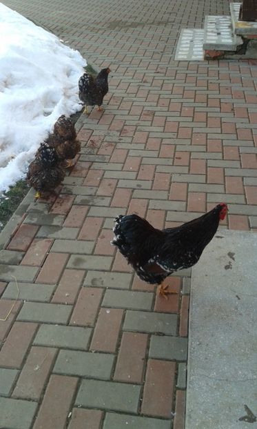  - Wyandotte pitic portelan 2018