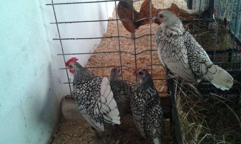  - Sebright argintiu si auriu 2018!!!