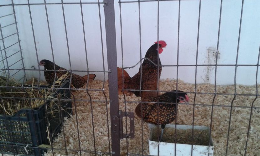  - Sebright argintiu si auriu 2018!!!