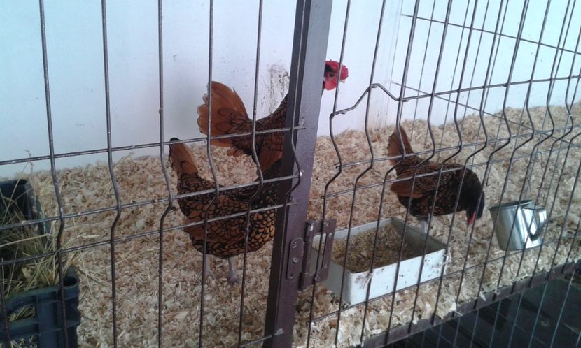  - Sebright argintiu si auriu 2018!!!