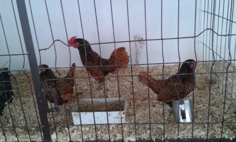  - Sebright argintiu si auriu 2018!!!