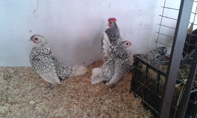  - Sebright argintiu si auriu 2018!!!