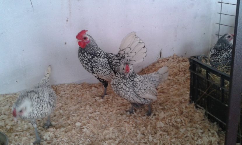  - Sebright argintiu si auriu 2018!!!