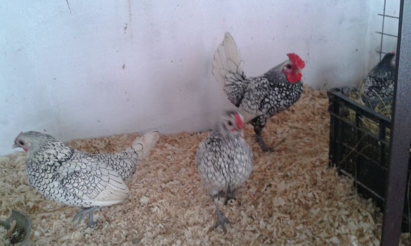  - Sebright argintiu si auriu 2018!!!