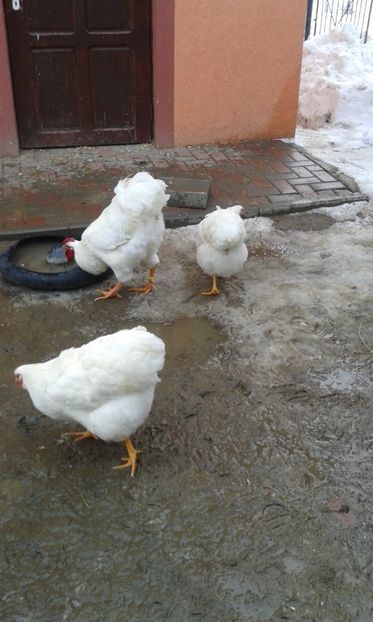  - Wyandotte alb 2018