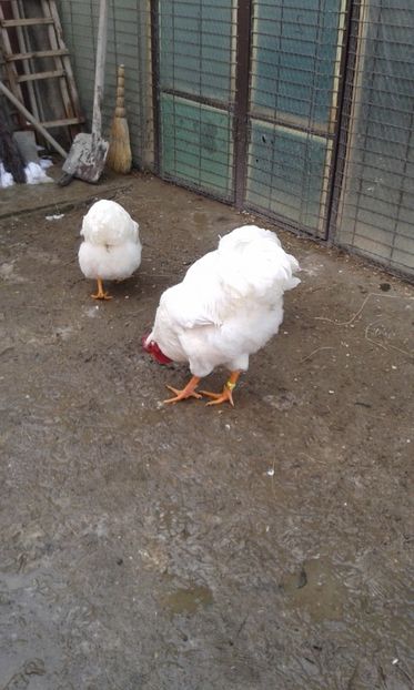  - Wyandotte alb 2018