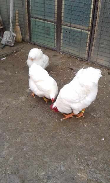  - Wyandotte alb 2018