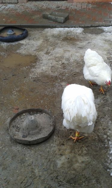  - Wyandotte alb 2018