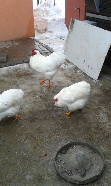  - Wyandotte alb 2018