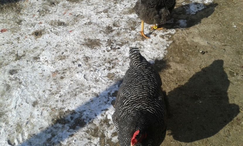  - PLYMOUTH ROCK BARAT-2018