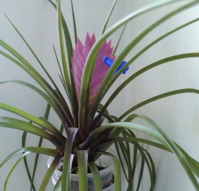 Tilandsia - alte flori 2