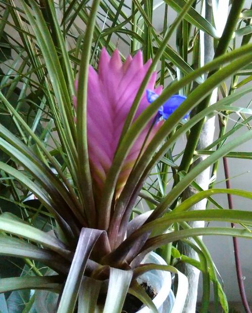 20 feb.2018 - alte flori 2