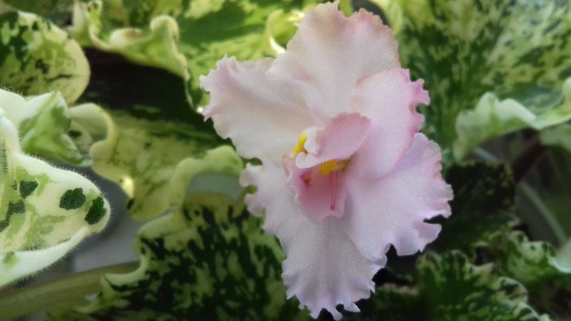 Willodene - 1violete inflorite 2018 2019