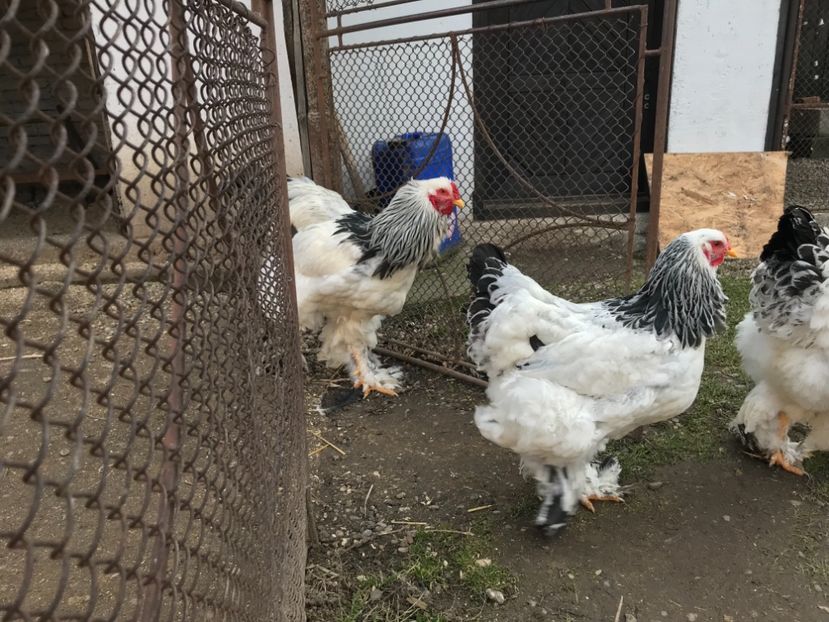 4A63C2FC-6826-4188-9A99-252D99DE6546 - Matca Brahma Herminat Deschis