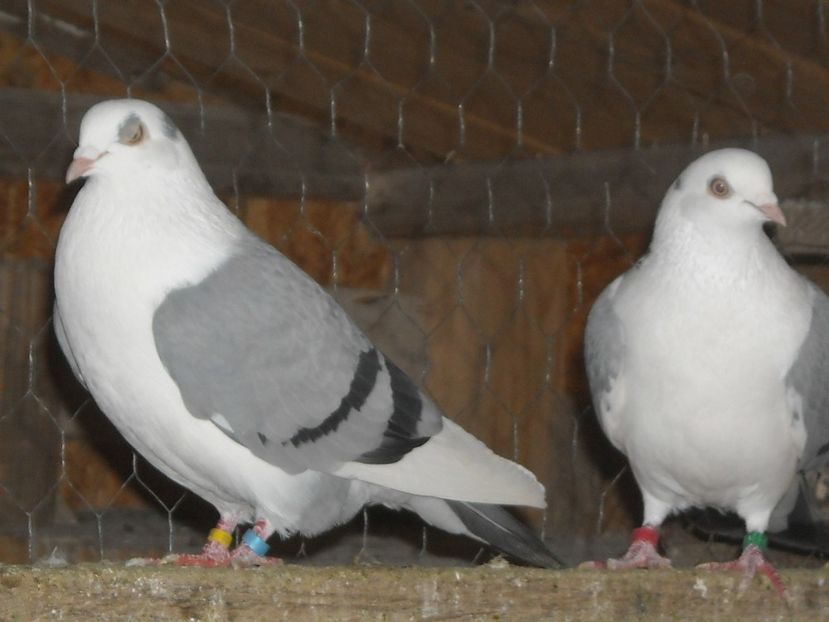  - jucatori de galati pe albastru