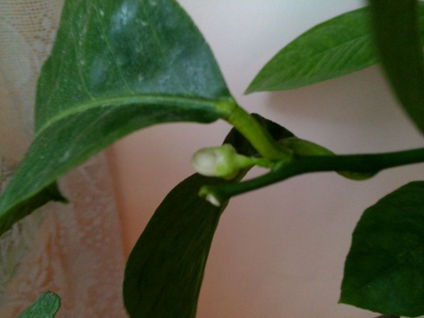 Floare de lamai - Poze 2017