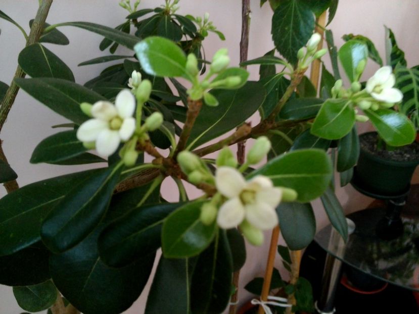 Phytosporum - Poze 2017