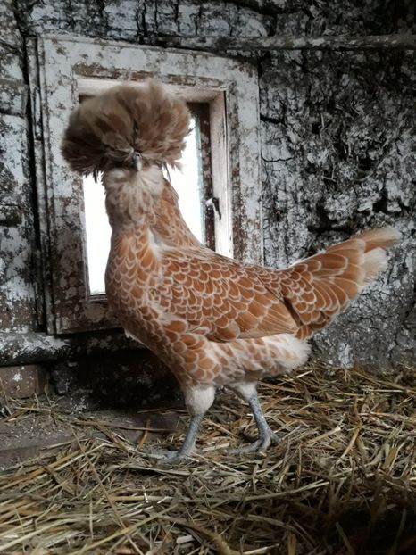  - Paduane chamois