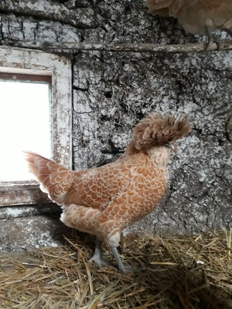  - Paduane chamois