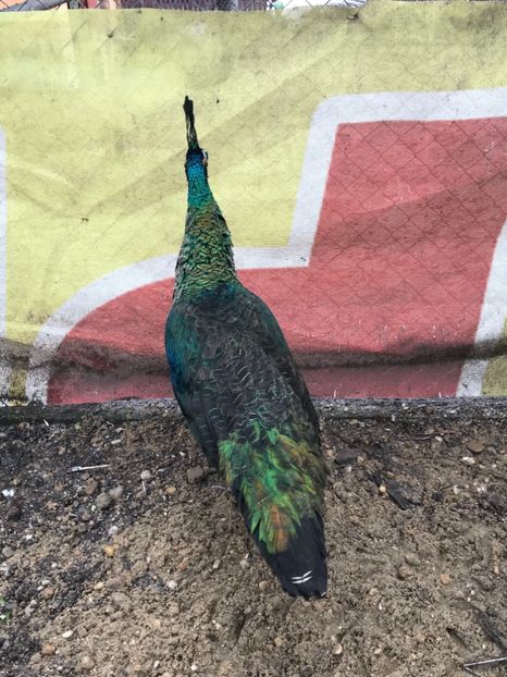 paunita verde de jawa 2013 - PAUNI DE VÂNZARE