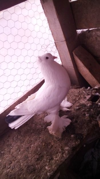 Per 10 m - Porumbei care  nui mai detin