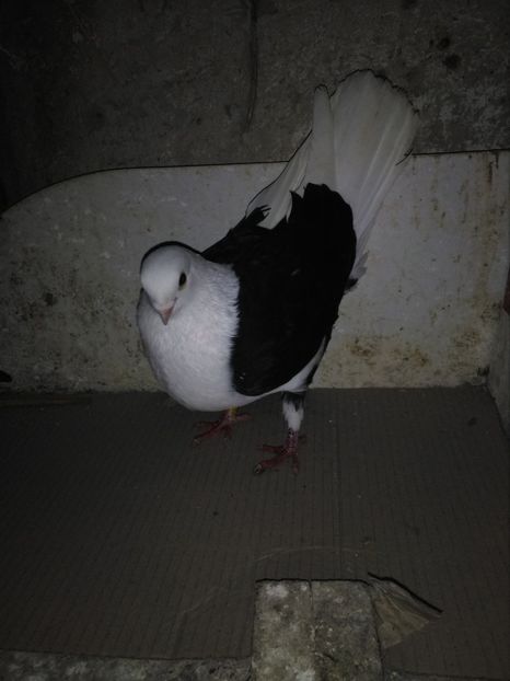  - Jucători capaciti