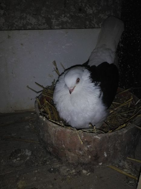  - Jucători capaciti