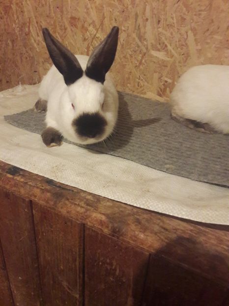  - b Tineret californian