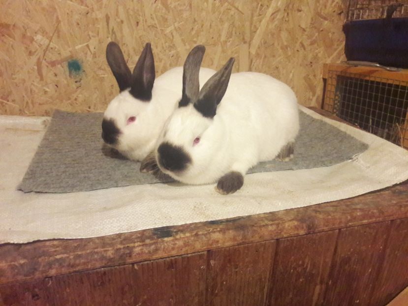  - b Tineret californian