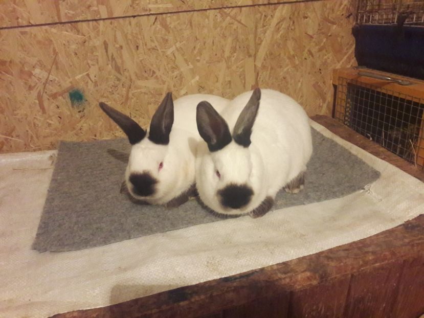  - b Tineret californian