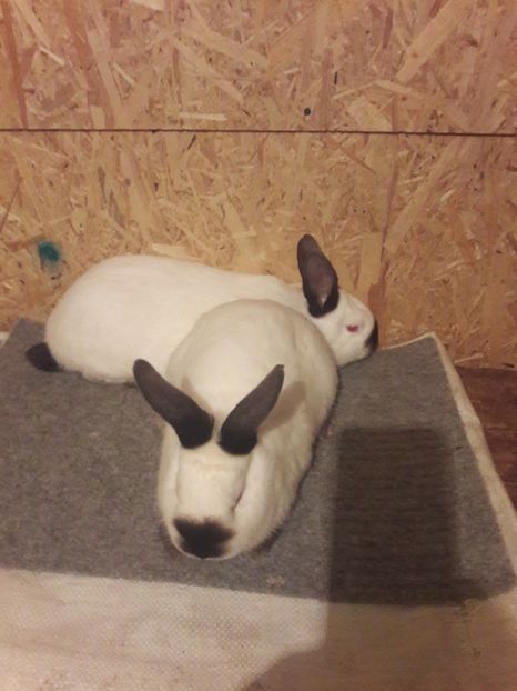  - b Tineret californian