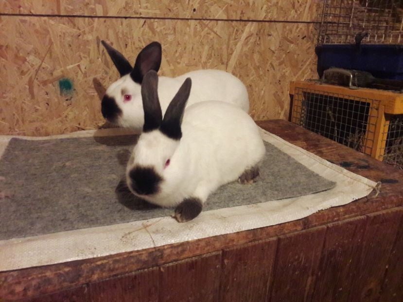  - b Tineret californian