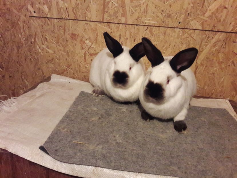  - b Tineret californian