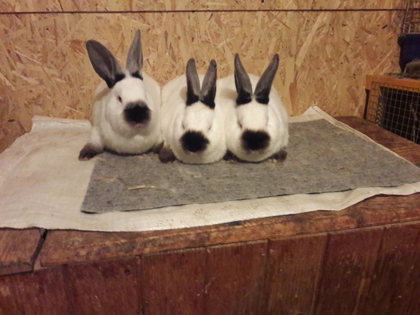  - b Tineret californian