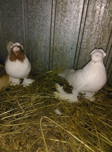  - jucator de botosani cap rosu