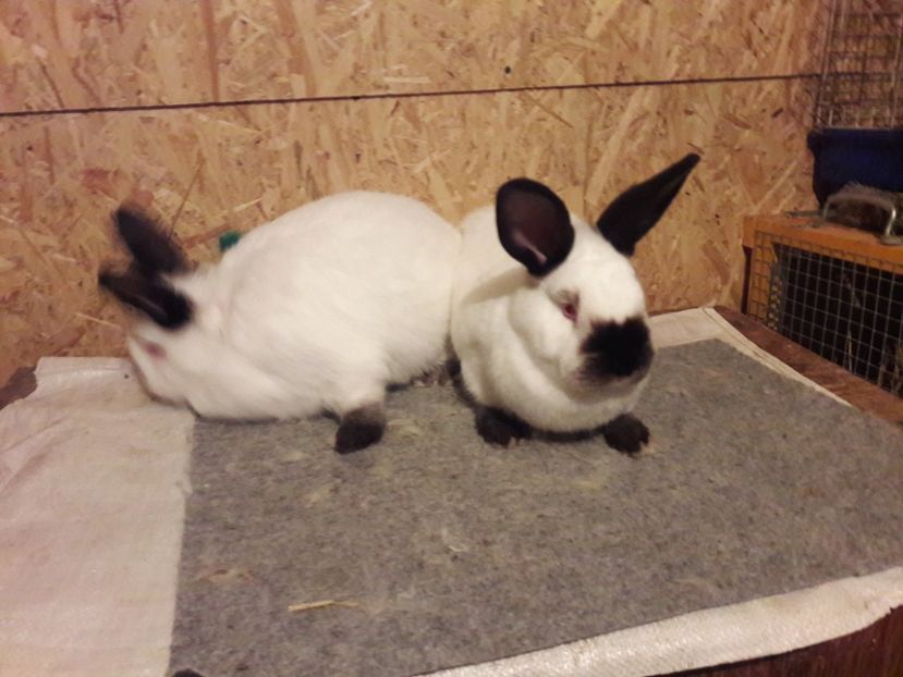  - b Tineret californian