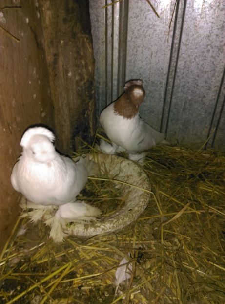  - jucator de botosani cap rosu