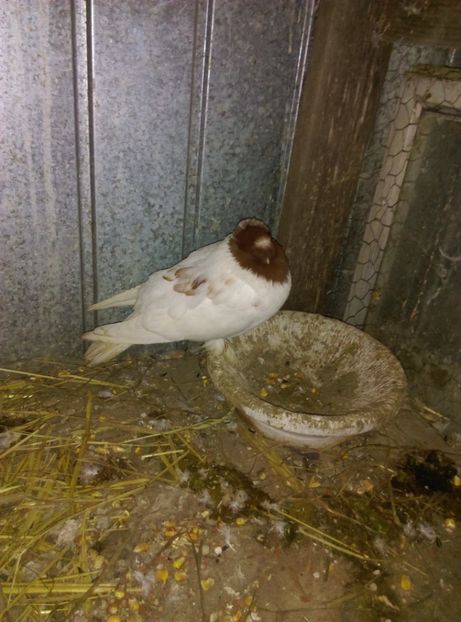  - jucator de botosani cap rosu