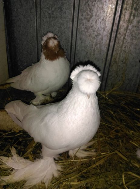  - jucator de botosani cap rosu