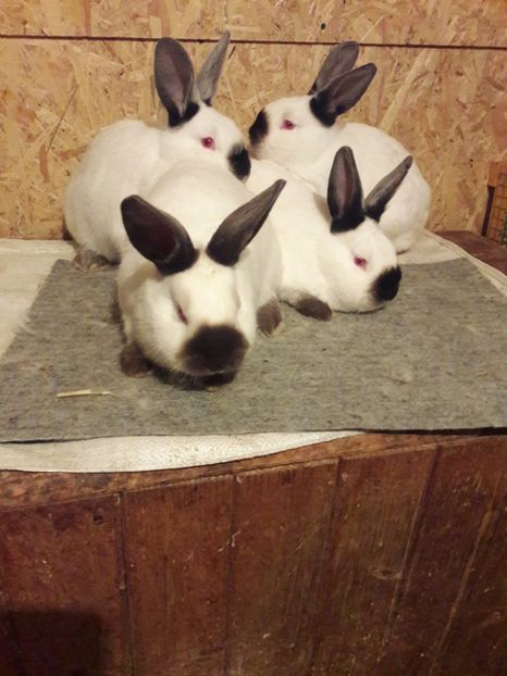  - b Tineret californian