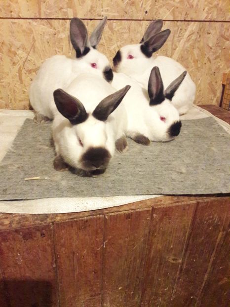  - b Tineret californian