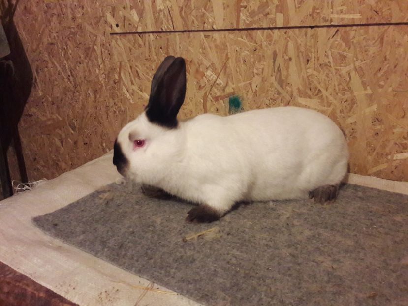  - b Tineret californian