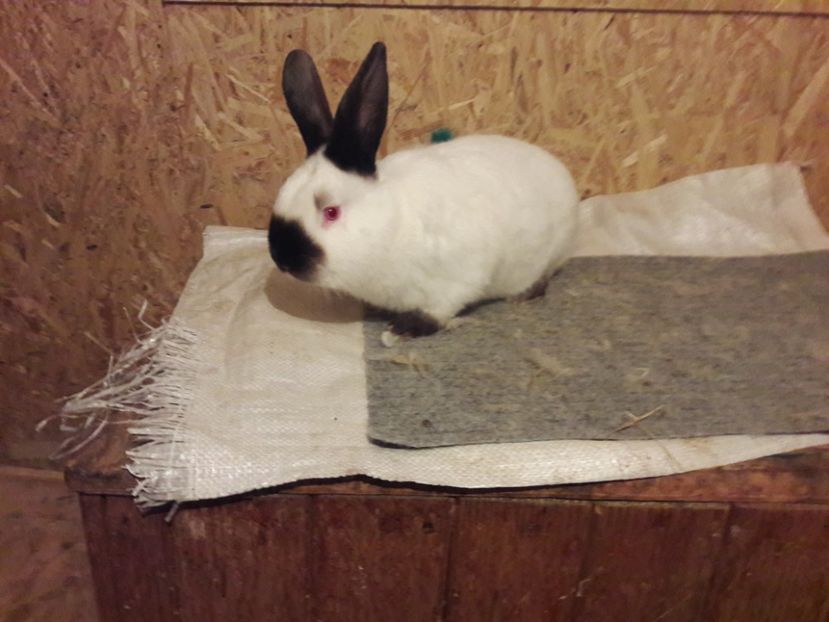  - b Tineret californian