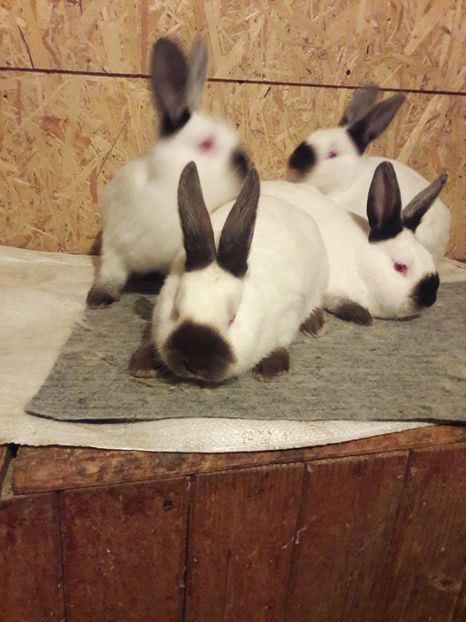  - b Tineret californian