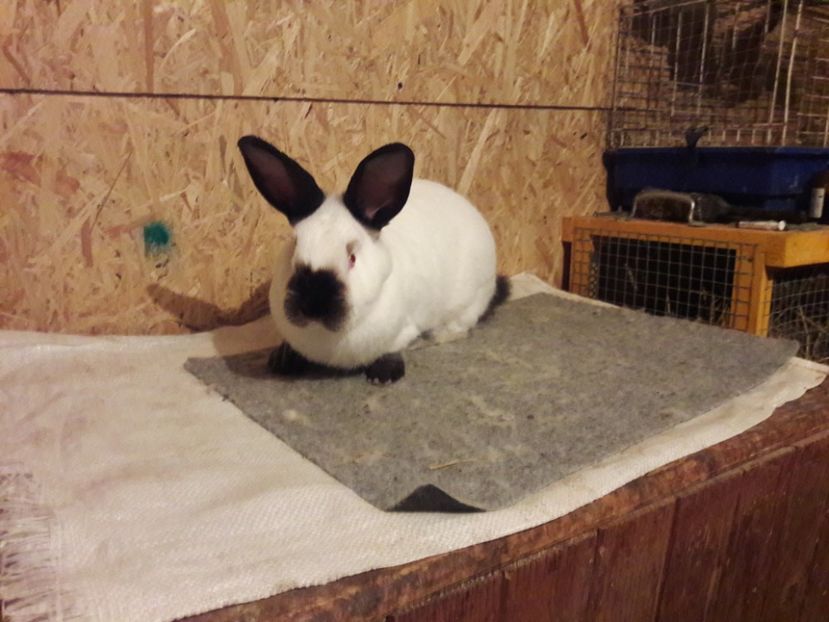  - b Tineret californian